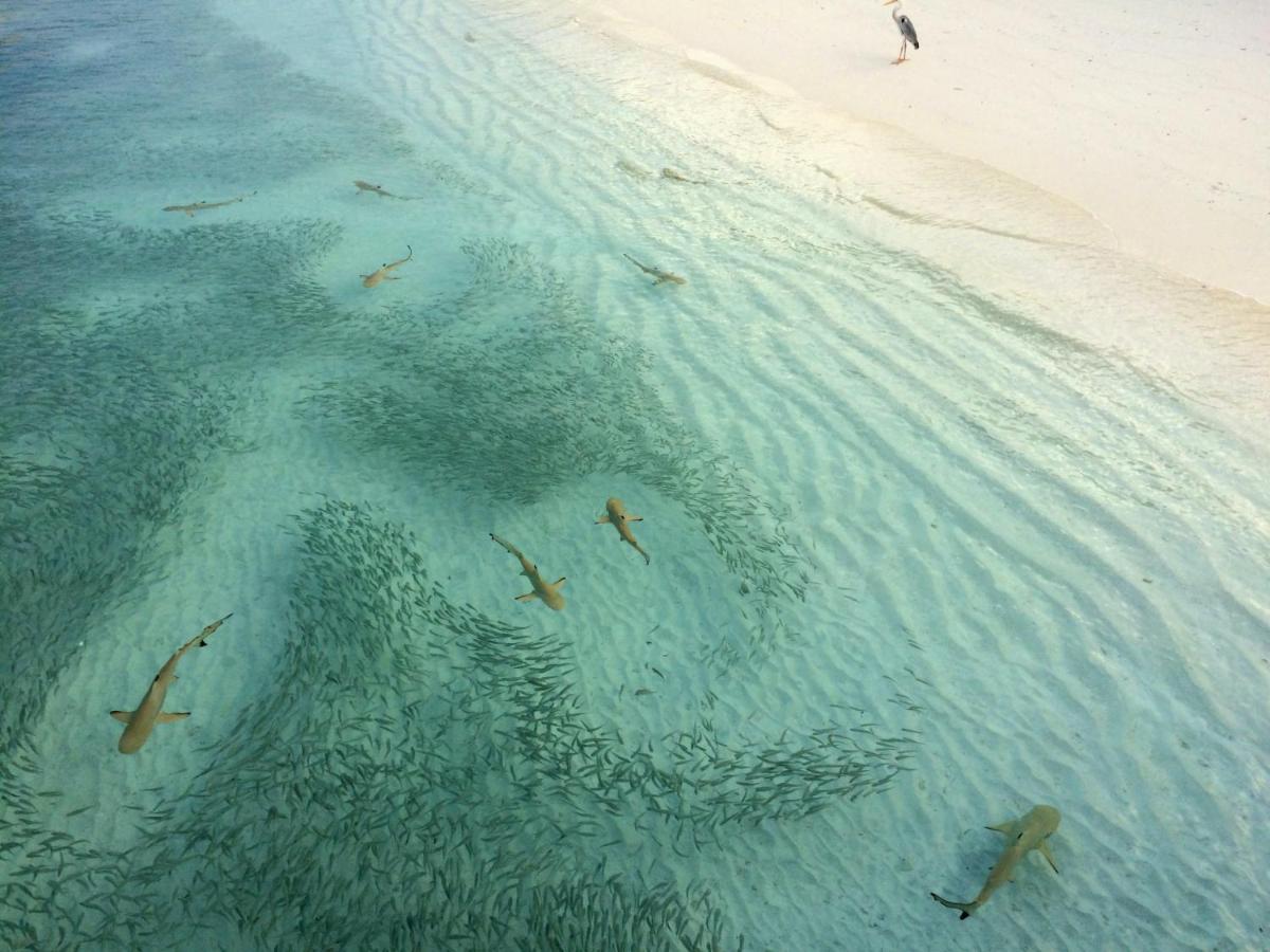Casa de hóspedes Aquzz & - Maldives Maafushi